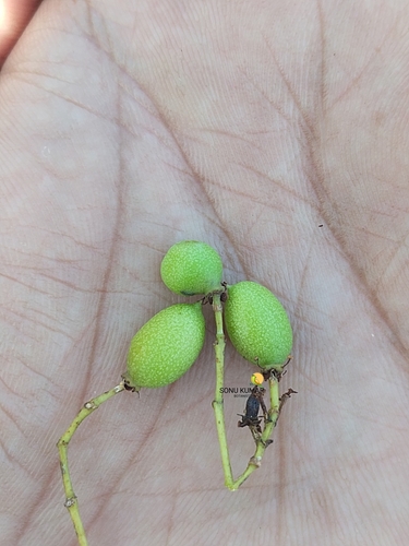 Elaeodendron glaucum (Ceylon tea) — photo