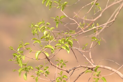 Elaeodendron glaucum