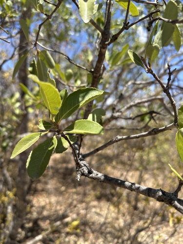 Elaeodendron matabelicum (Condiment cassine) — photo