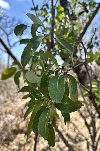 Elaeodendron matabelicum (Condiment cassine) — photo