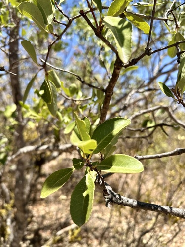 Elaeodendron matabelicum
