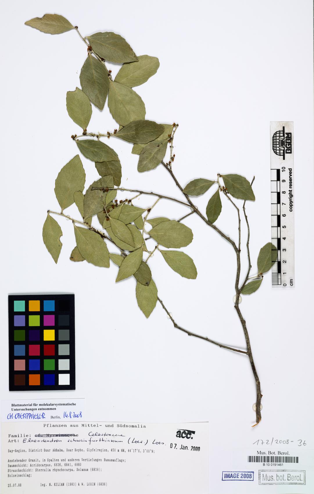 Elaeodendron schweinfurthianum — photo