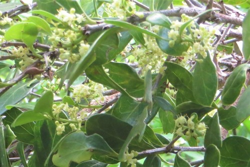 Elaeodendron schweinfurthianum