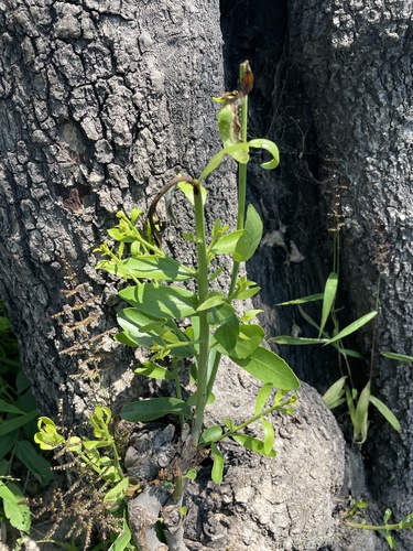 Elaeodendron transvaalense (Transvaal saffronwood) — photo
