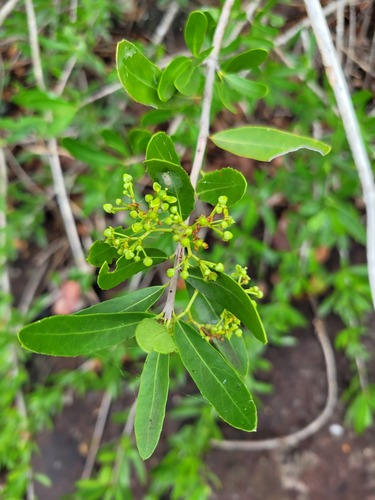 Elaeodendron transvaalense