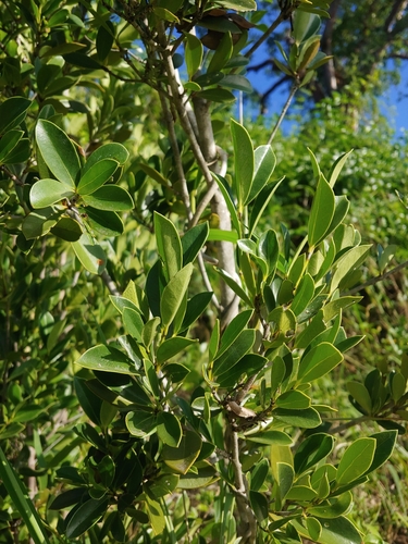 Elaeodendron xylocarpum (Marble tree) — photo