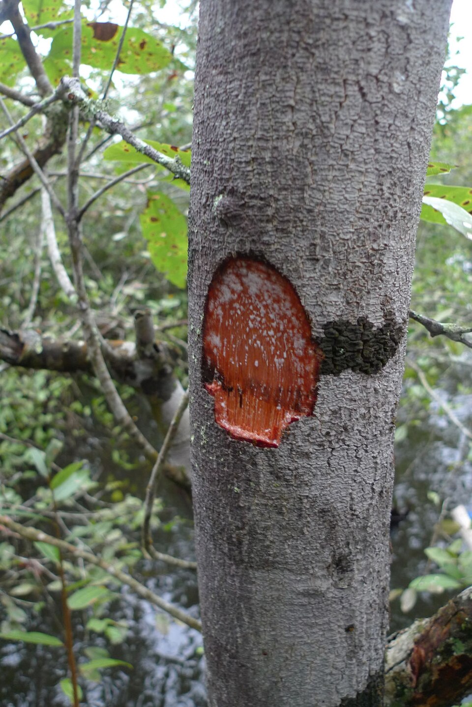 Elaeoluma glabrescens (Glabrescent elaeoluma) — photo