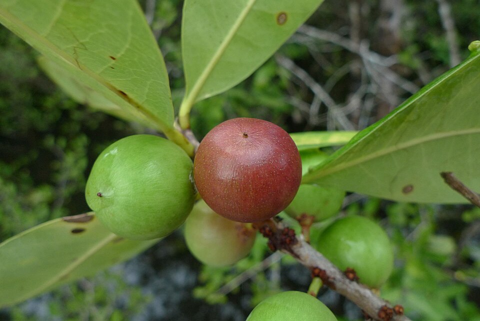 Elaeoluma glabrescens (Glabrescent elaeoluma) — photo