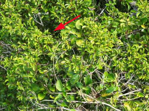 Elaeoluma glabrescens