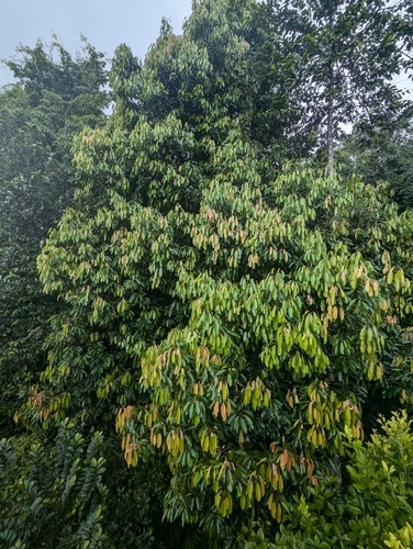 Elateriospermum tapos (Perah tree) — photo