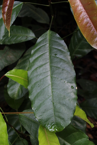 Elateriospermum tapos