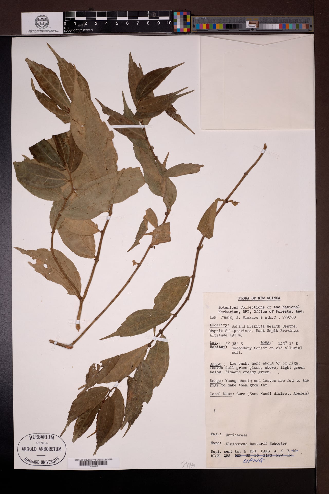 Elatostema beccarii — photo