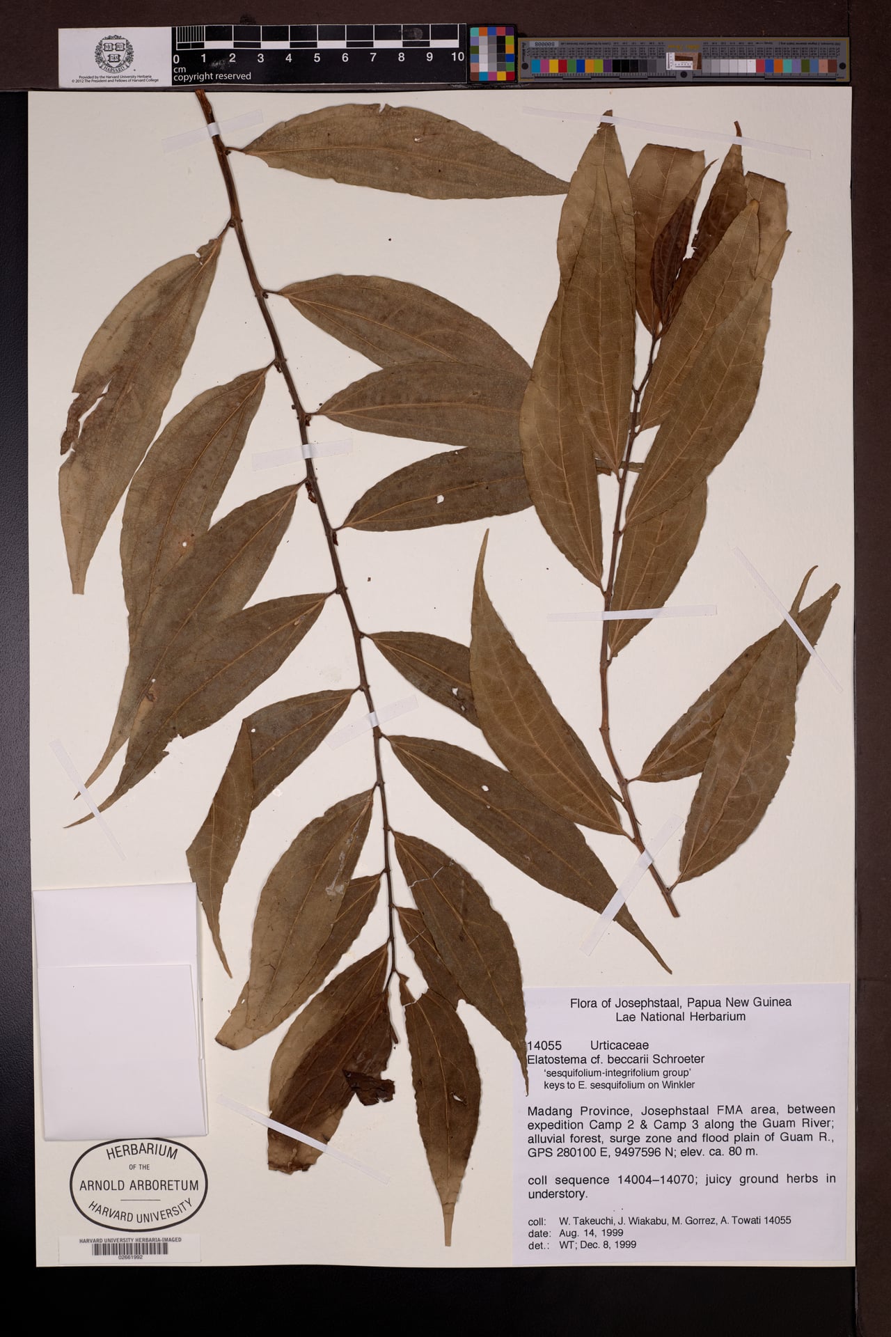 Elatostema beccarii