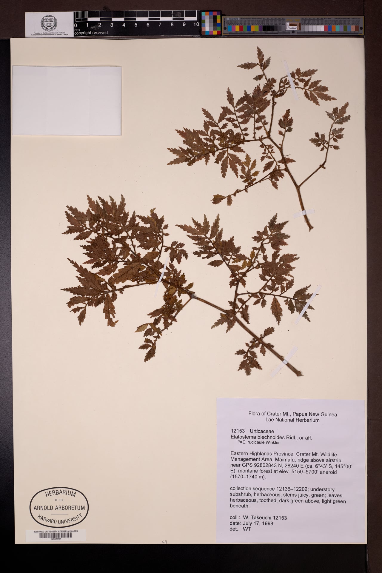 Elatostema blechnoides