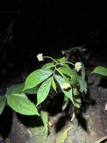 Elatostema dissectum (Gungee) — photo