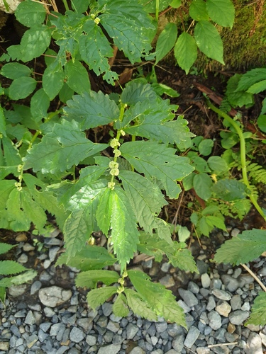 Elatostema involucratum — photo