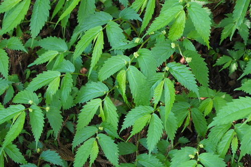 Elatostema involucratum