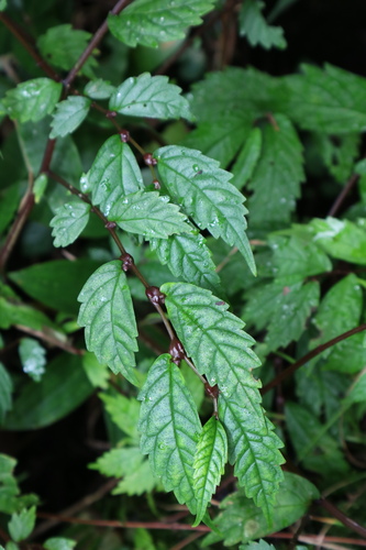 Elatostema involucratum — photo
