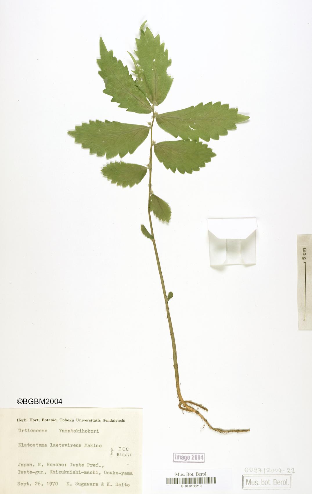 Elatostema laetevirens — photo