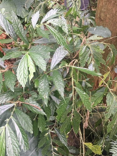 Elatostema lineolatum