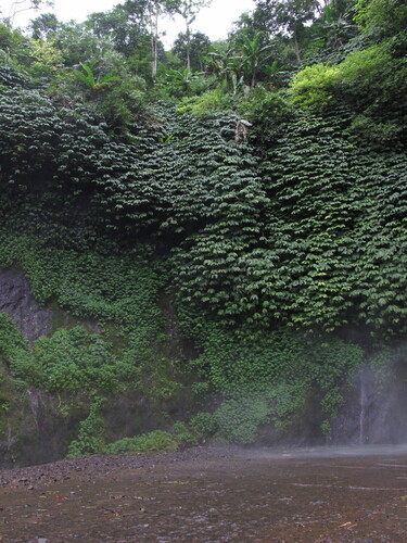 Elatostema macrophyllum — photo
