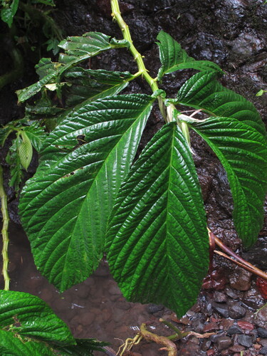 Elatostema macrophyllum — photo