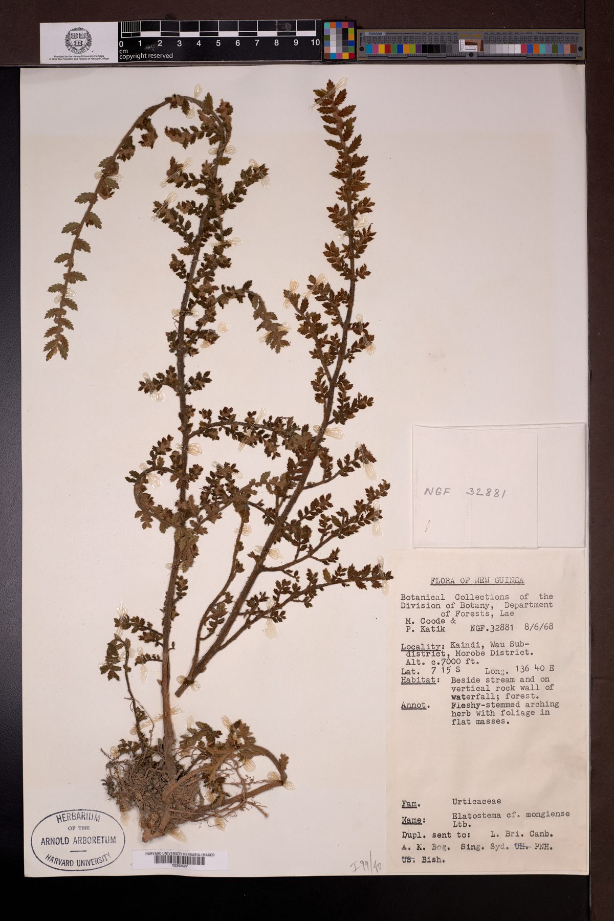 Elatostema mongiensis — photo