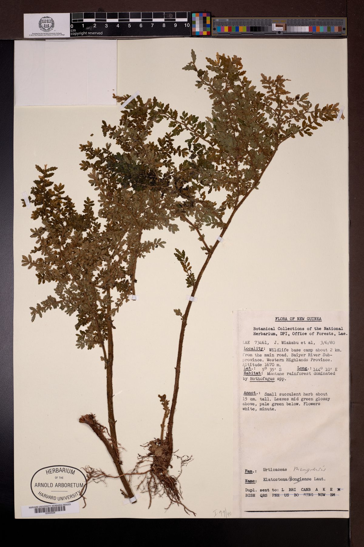 Elatostema mongiensis