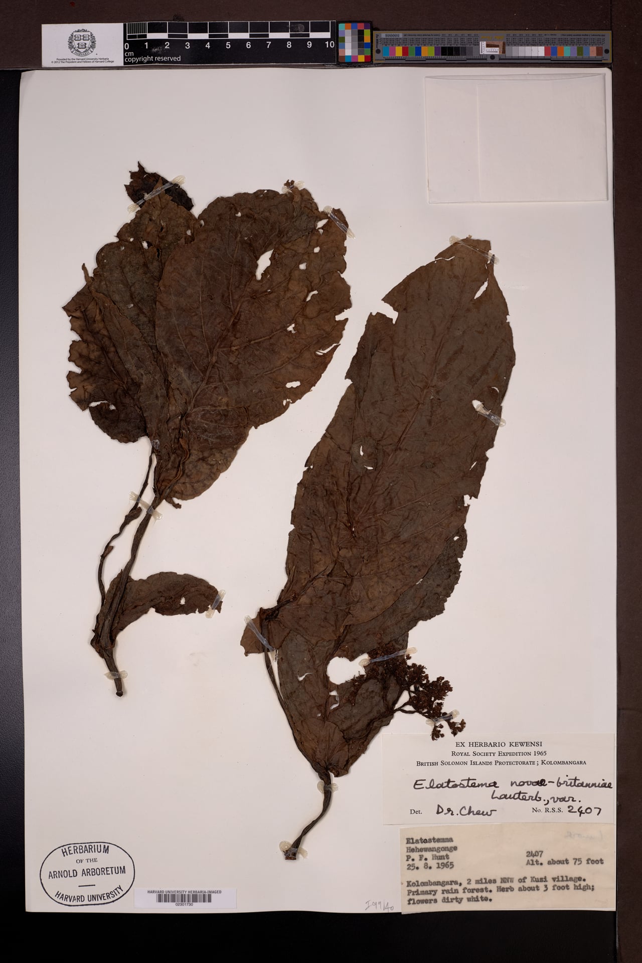 Elatostema novae-britanniae (Ufu'ufu) — photo