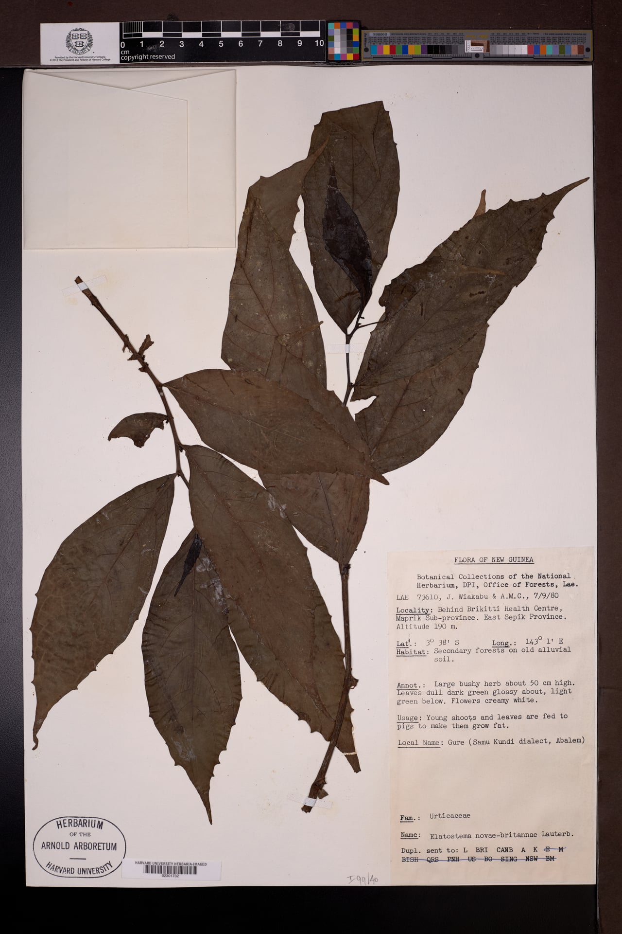 Elatostema novae-britanniae