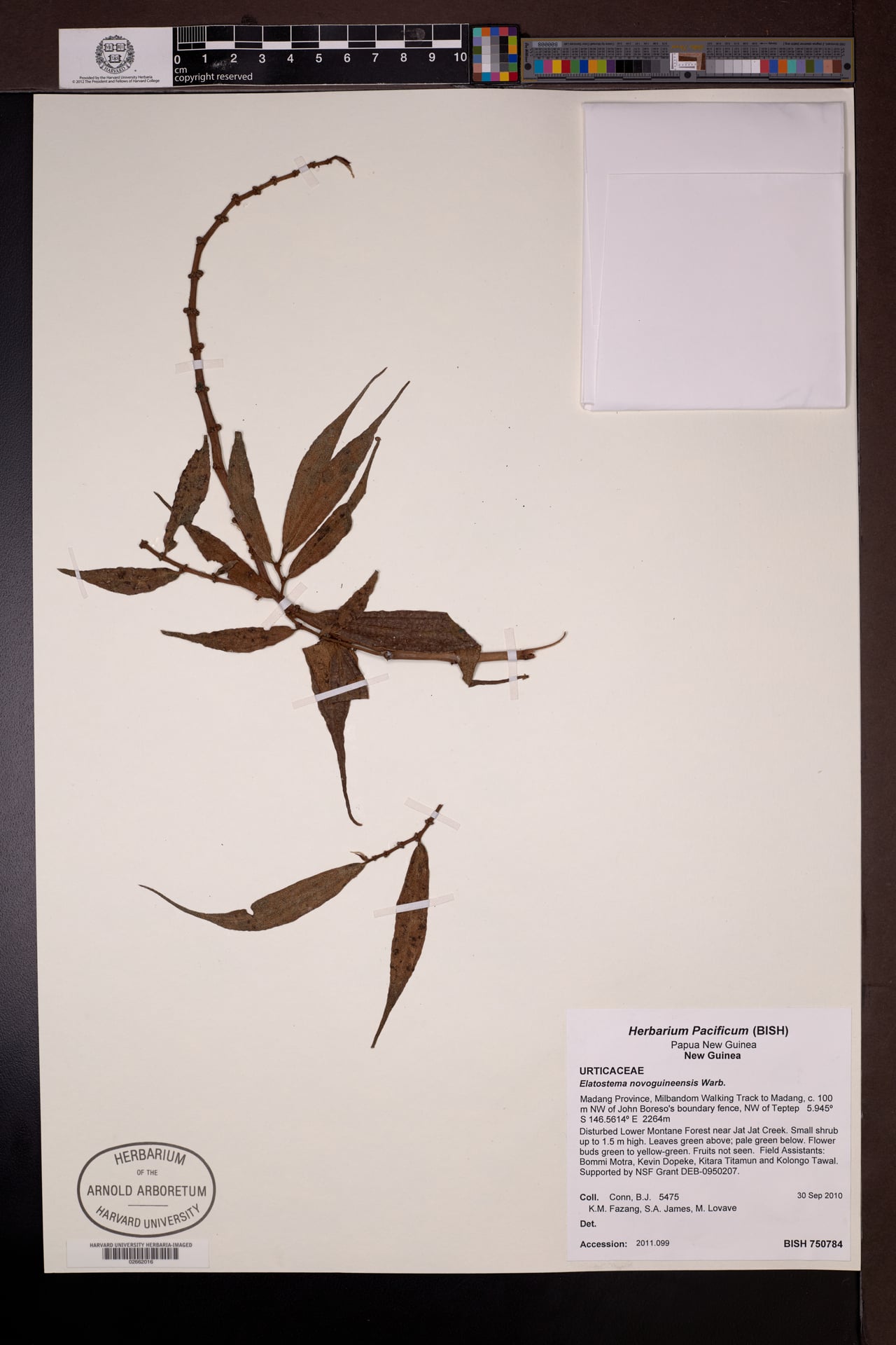 Elatostema novoguineense