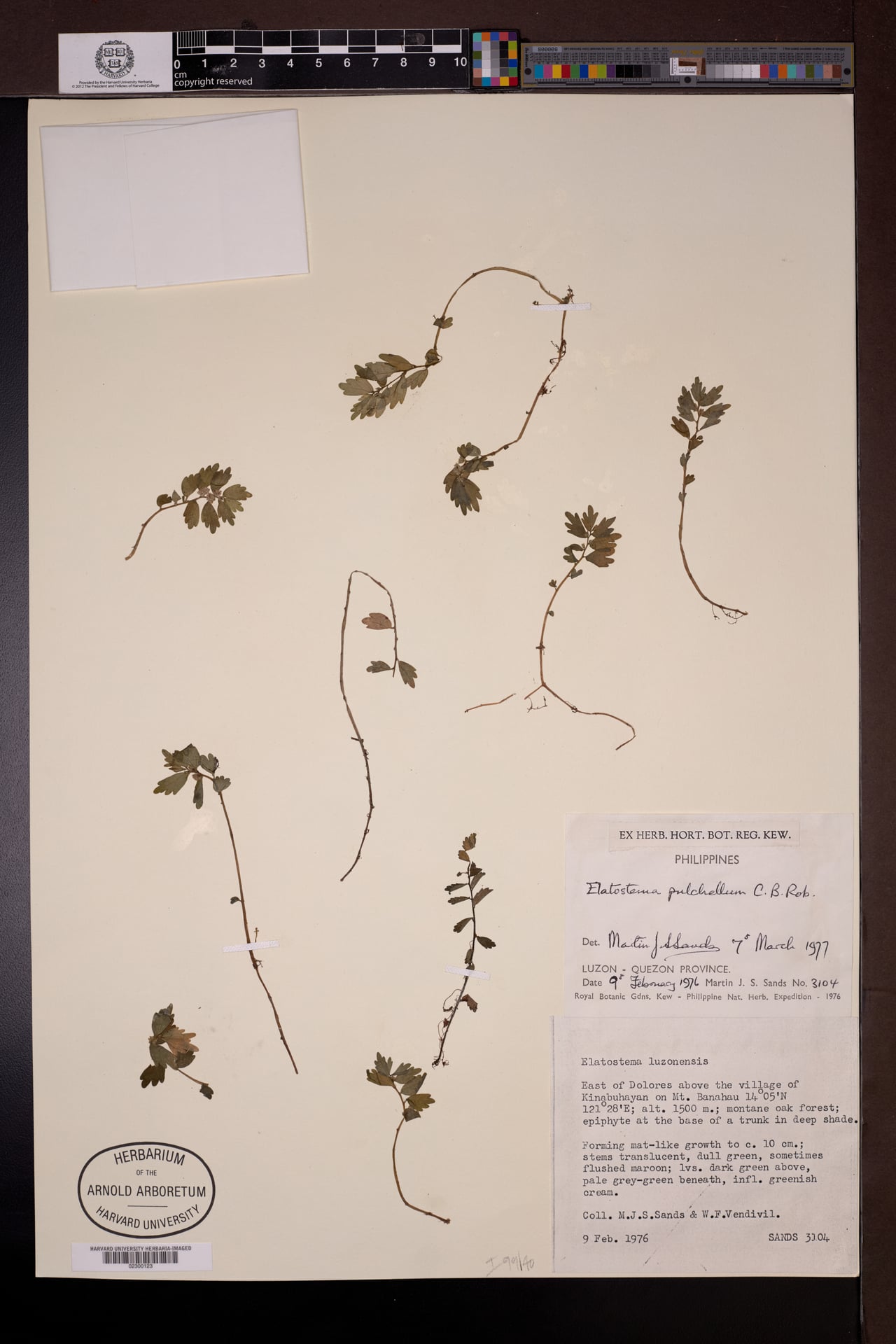 Elatostema pulchellum