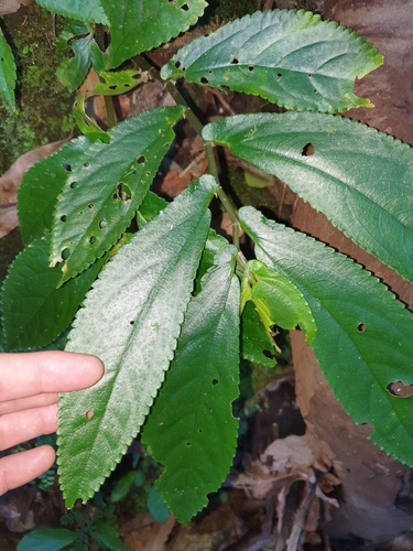 Elatostema reticulatum (Rainforest Spinach) — photo