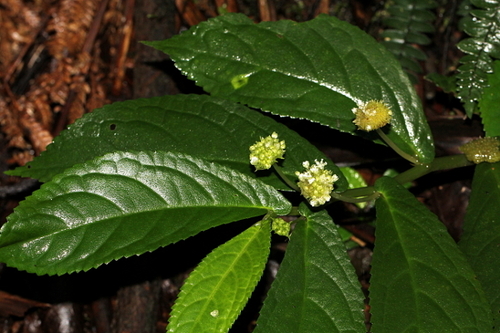 Elatostema reticulatum