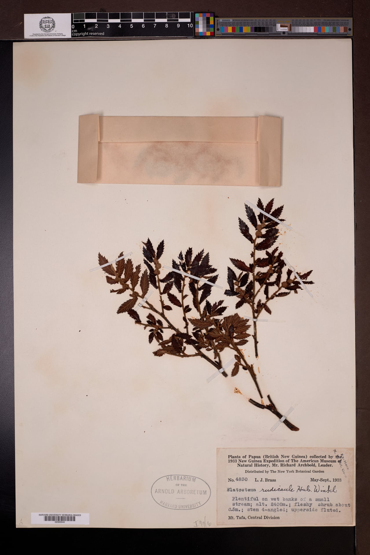Elatostema rudicaule — photo