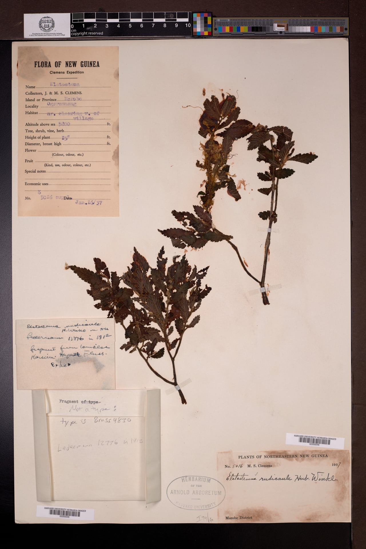 Elatostema rudicaule