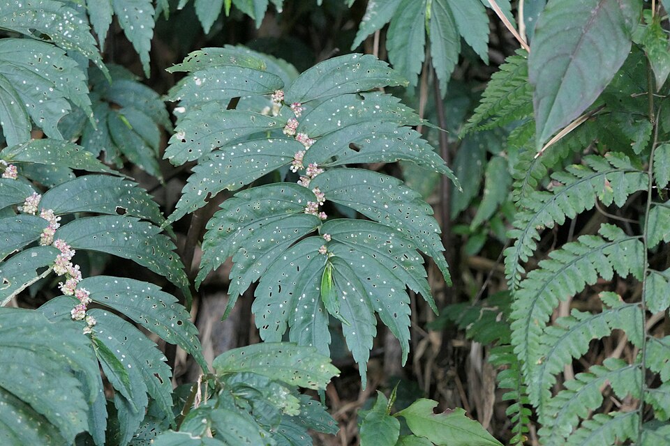 Elatostema sp. — photo