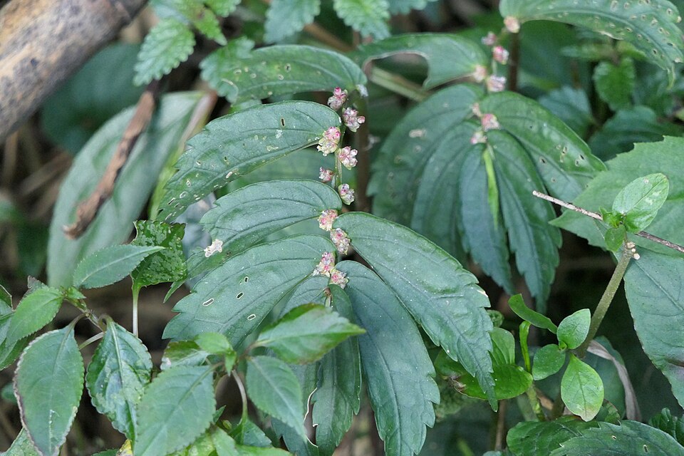 Elatostema sp.