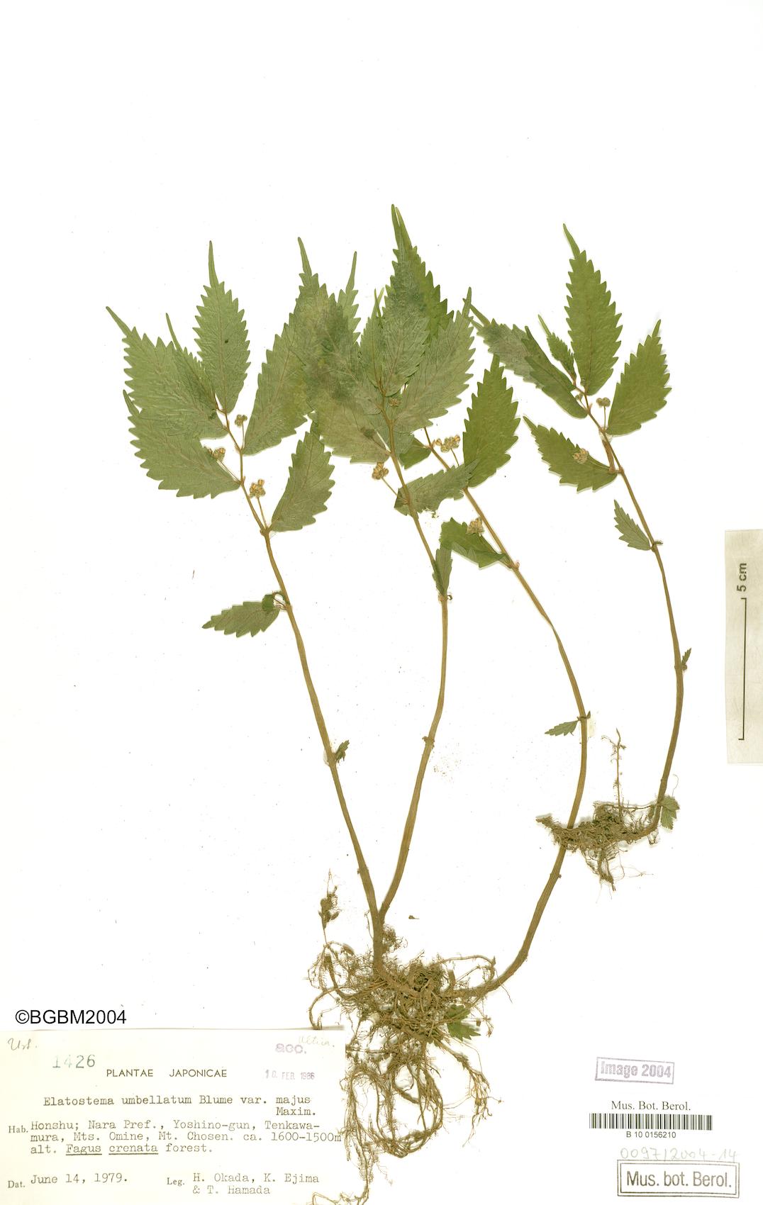 Elatostema umbellatum var. majus — photo