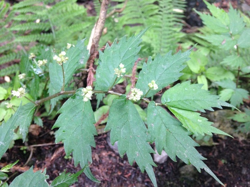 Elatostema umbellatum var. majus