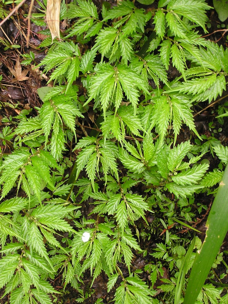 Elatostema umbellatum var. majus — photo
