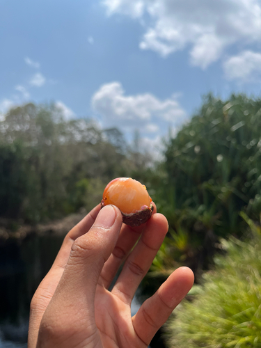 Eleiodoxa conferta (Kelubi palm) — photo
