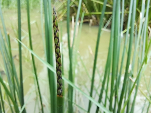 Eleocharis dulcis (Edible spike rush) — photo