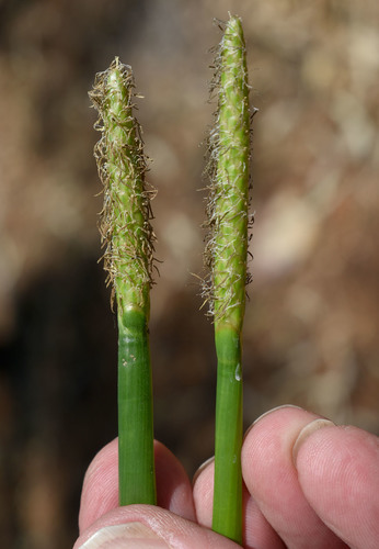 Eleocharis dulcis