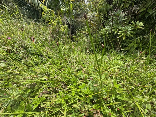 Eleocharis elegans — photo