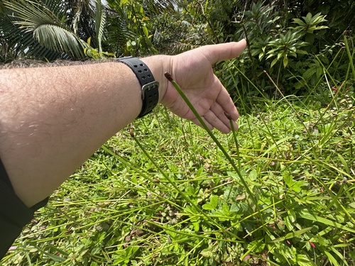 Eleocharis elegans — photo