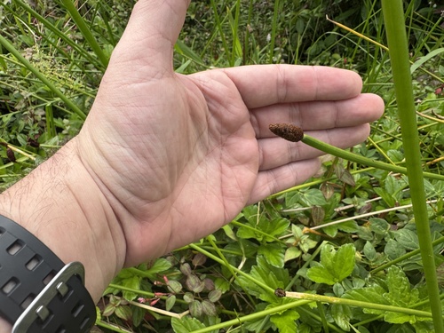 Eleocharis elegans