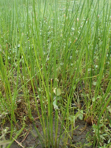 Eleocharis kuroguwai (Wild water chestnut) — photo