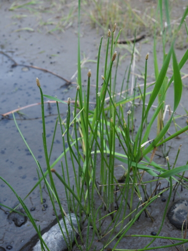 Eleocharis kuroguwai