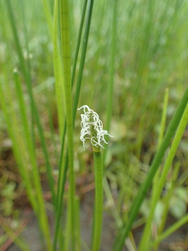 Eleocharis kuroguwai (Wild water chestnut) — photo